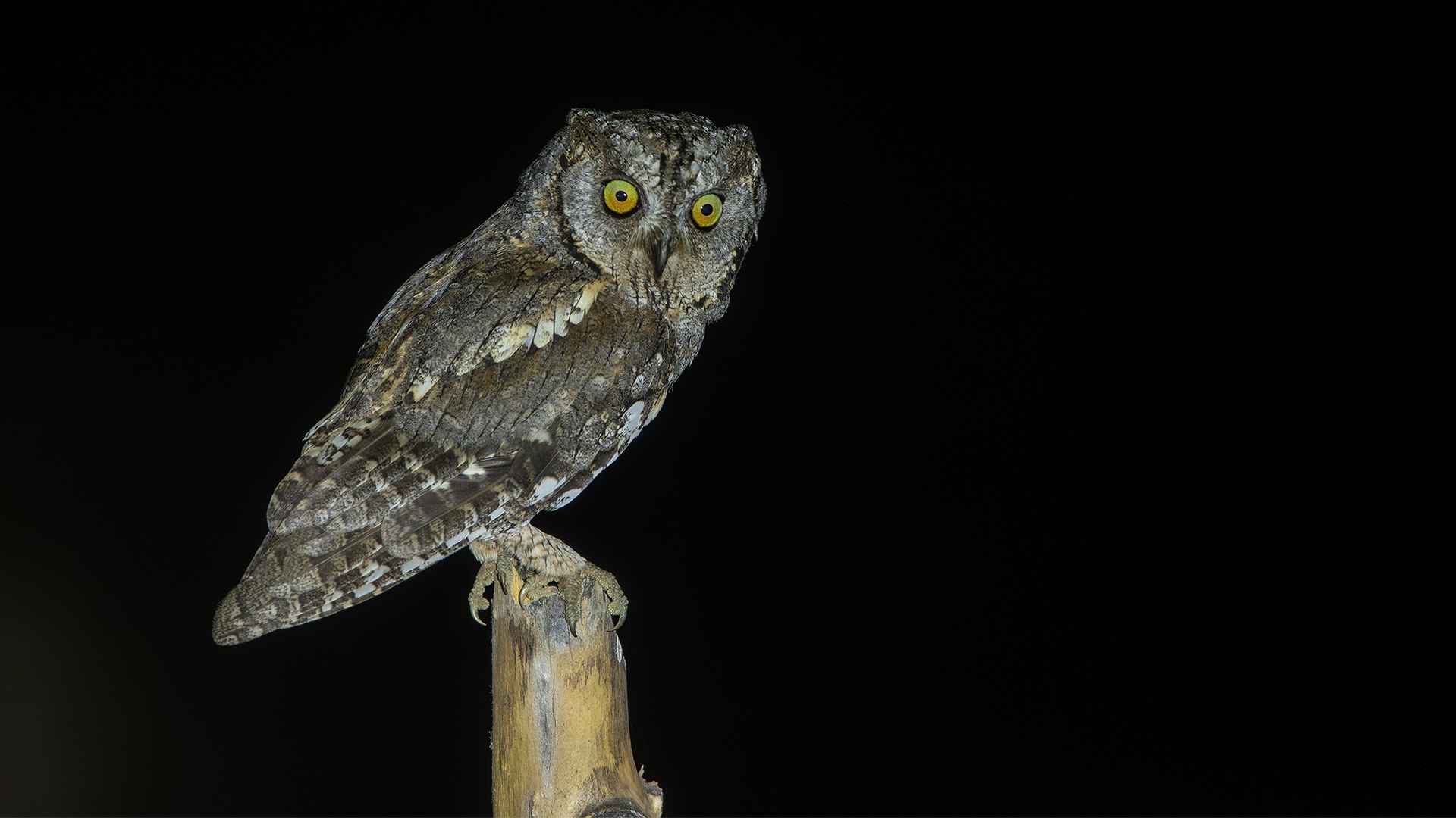 Eurasian Scops-Owl